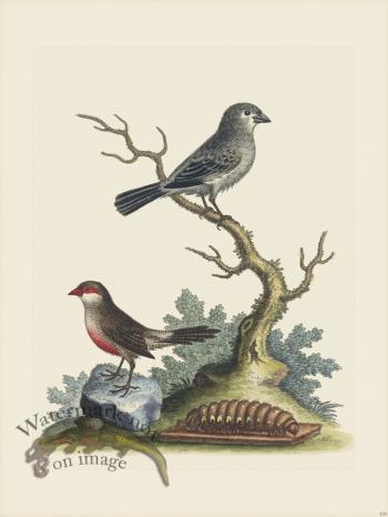 Edwards 179 The Wax-Bill